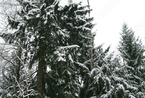 pine winter forest covered with snow after snowfall © Margarita