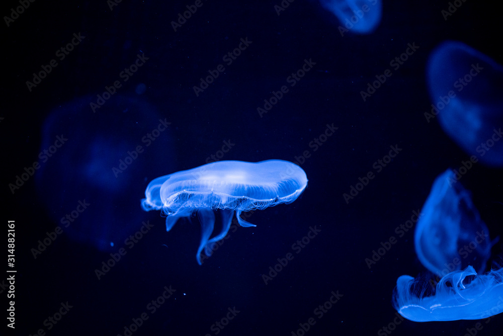 jellyfish jellyfish