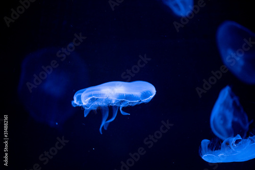 jellyfish © ISAMU