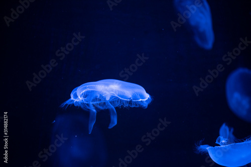 jellyfish © ISAMU