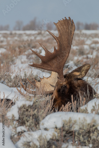 Bull Moose Bedded in Winter in the Tetons