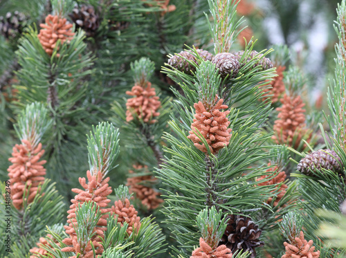 many buds and pine cones of the mountain pine an evergreen plant