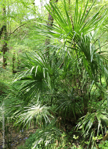 green palm surrounded by unexplored jungle surrounded by numerou