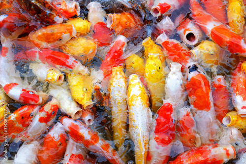 Japan-carp-koi-fish are swiming and feeding in pool