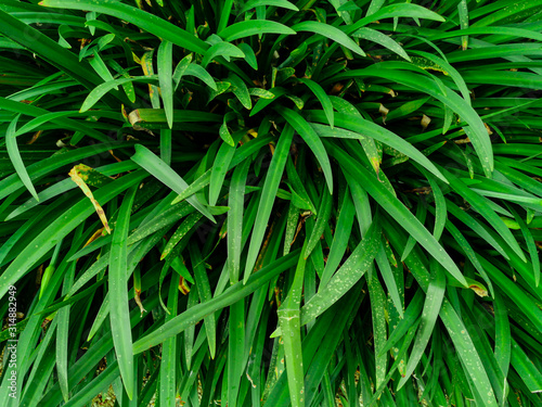 Beautiful and fresh green leaves of Hymenocalis littoralis plants for background and wallpaper. Natural green plants landscape