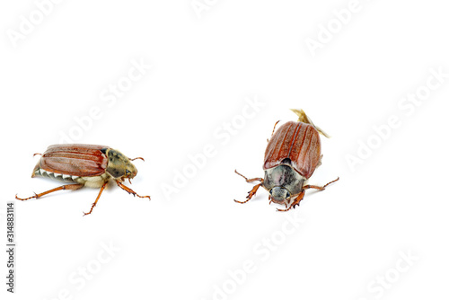 Cockchafers isolated on white background