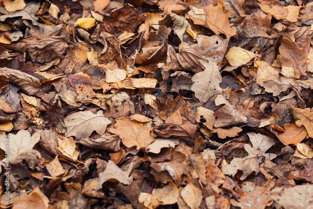 background with texture of old withered brown leaves lie fallen and dried on the ground in the autumn Park background with texture of old withered brown leaves lie fallen and dried on the ground in the autumn Park