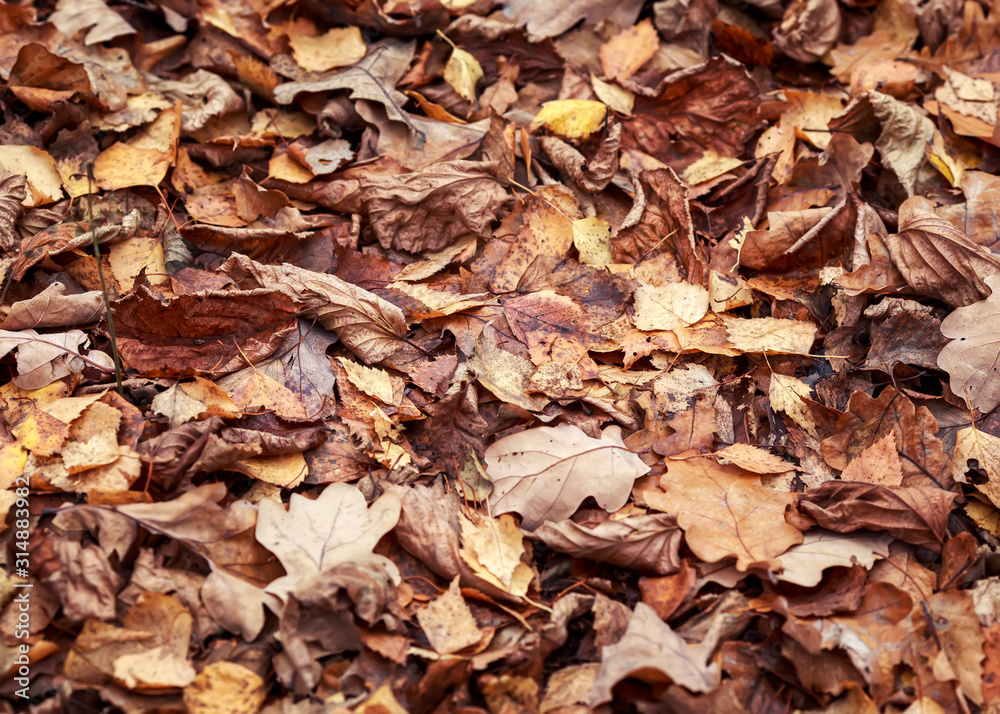 natural background with texture of old withered oak leaves, fallen and dried up on the ground in the autumn Park