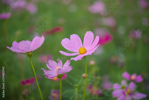 Cosmos flowers in the garden.