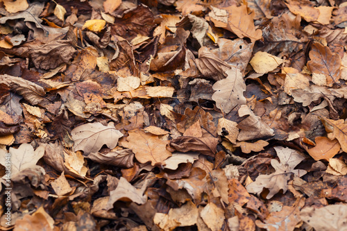 background with texture of old withered brown leaves lie fallen and dried on ...