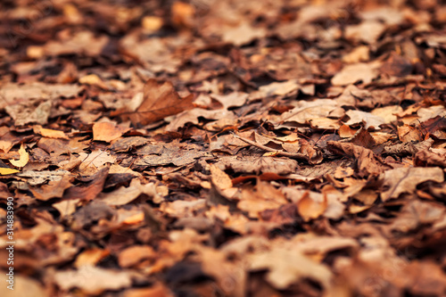 natural background side view on the texture of old withered oak leaves. falle...