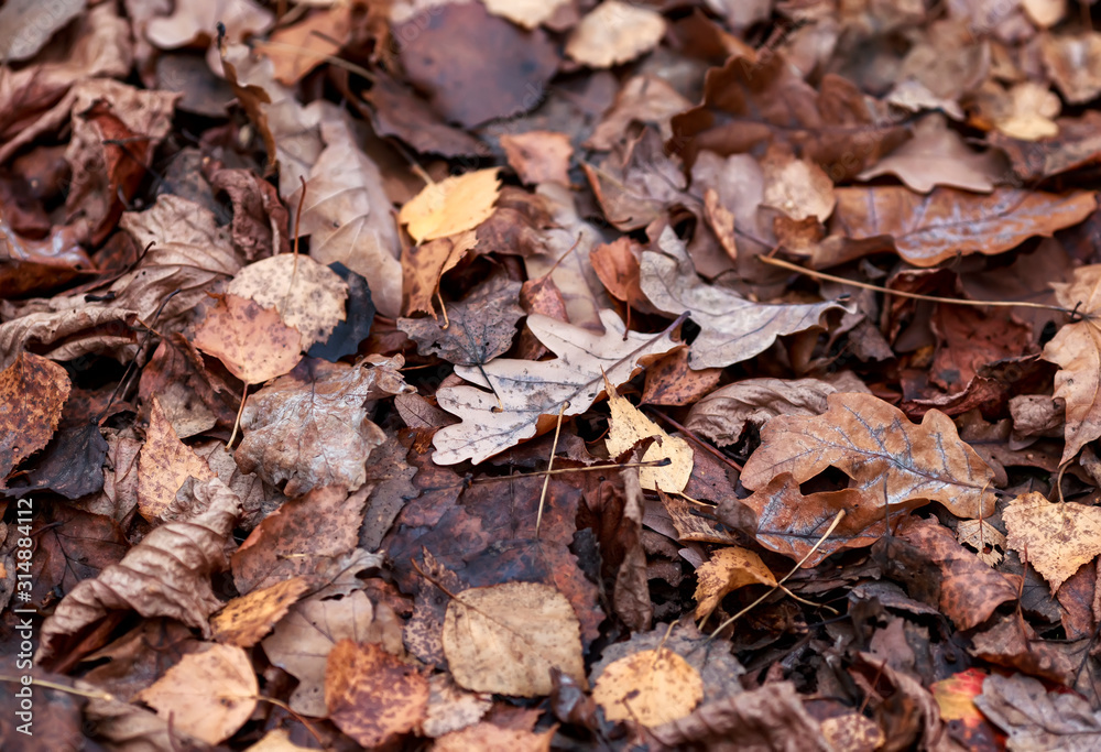natural background with texture of old half decayed brown leaves lie fallen and dried on the ground in the autumn Park natural background with texture of old half decayed brown leaves lie fallen and dried on the ground in the autumn Park