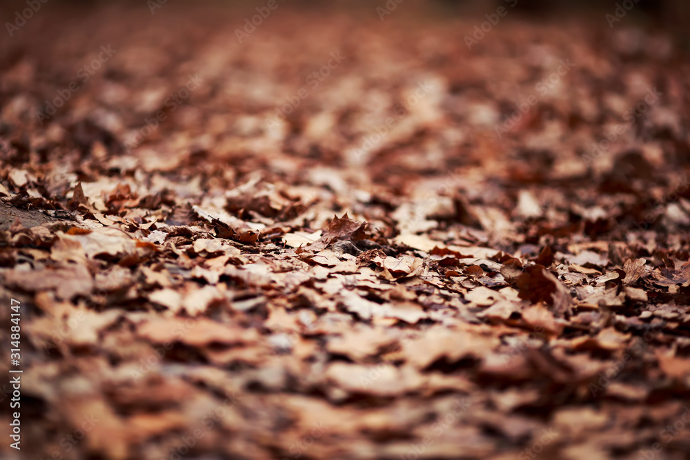 natural background with the texture of old half decayed brown and yellow leaves lie fallen and dried on the ground in the autumn garden natural background with the texture of old half decayed brown and yellow leaves lie fallen and dried on the ground in the autumn garden