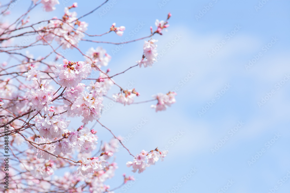 早咲きの桜(コシノヒガン) 早咲きの桜(コシノヒガン)