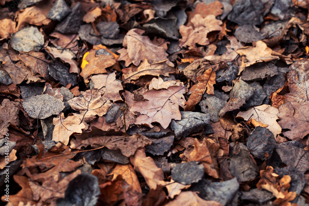 natural background with the texture of old half decayed brown and gray leaves lie fallen and withered on the ground in the autumn garden