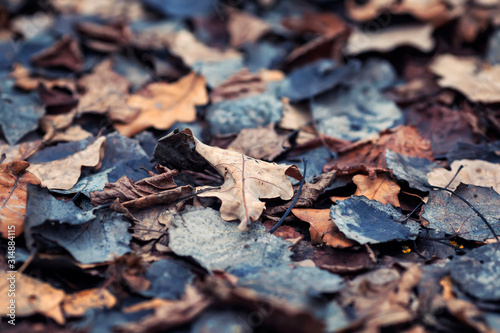 natural background with the texture of old half decayed brown and gray leaves lie fallen and withered on the ground in the autumn garden