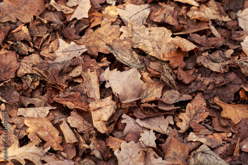 natural background with the texture of old half decayed brown and yellow leav...