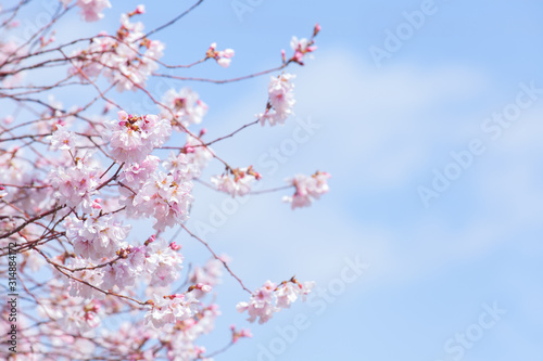 早咲きの桜（コシノヒガン）