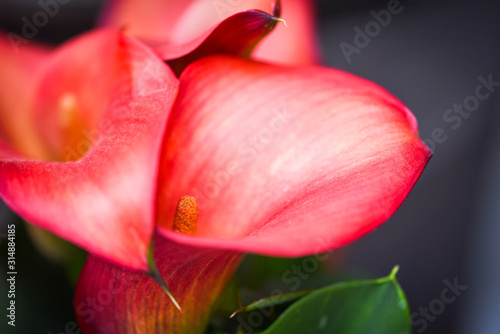 calla lily flower close up