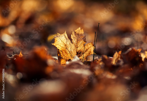 natural background with maple leaves yellow and gold lie fallen and dried on ...