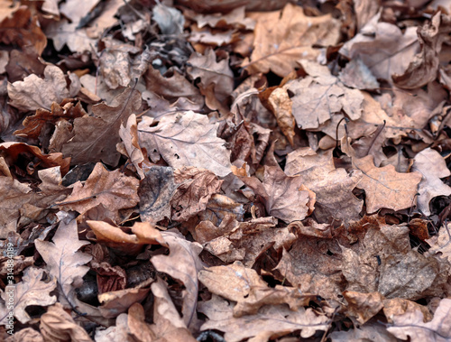 natural background with texture of old half decayed brown leaves lie fallen and withered on the ground in the autumn garden © nataba