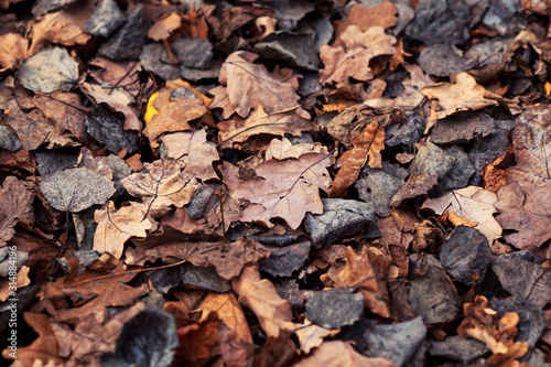 natural background with the texture of old half decayed brown and gray leaves lie fallen and withered on the ground in the autumn garden