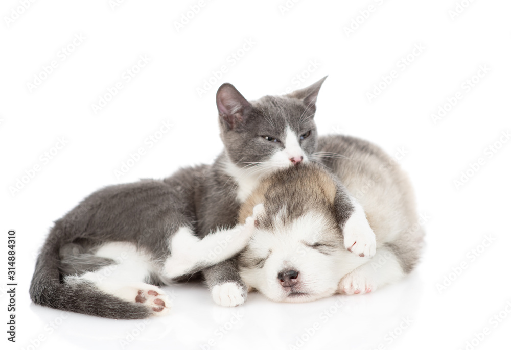 Obraz premium A gray cat hugs and kisses a sleeping puppy of Alaskan Malamute. Isolated on a white background