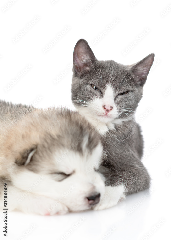 Gray cat hugs a sleeping puppy of Alaskan Malamute. Closeup portrait. Isolated on a white background