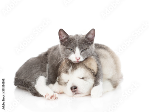 Gray cat hugs a sleeping puppy of Alaskan Malamute. Isolated on a white background