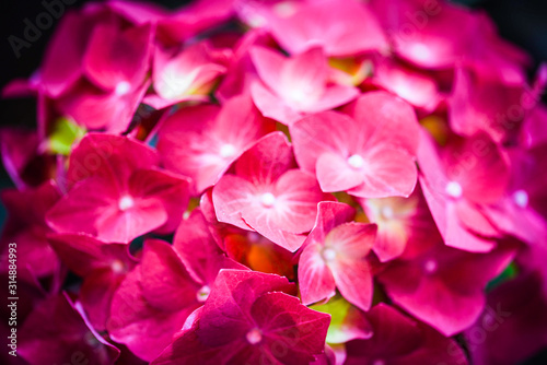 hydrangea flower close up view