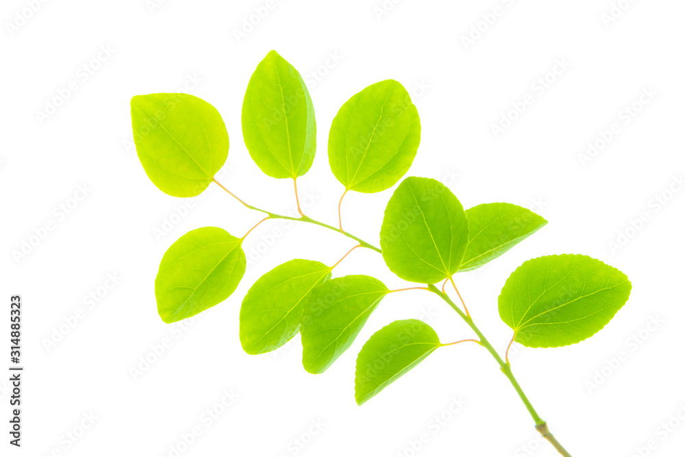 桂の新緑 桂の新緑
