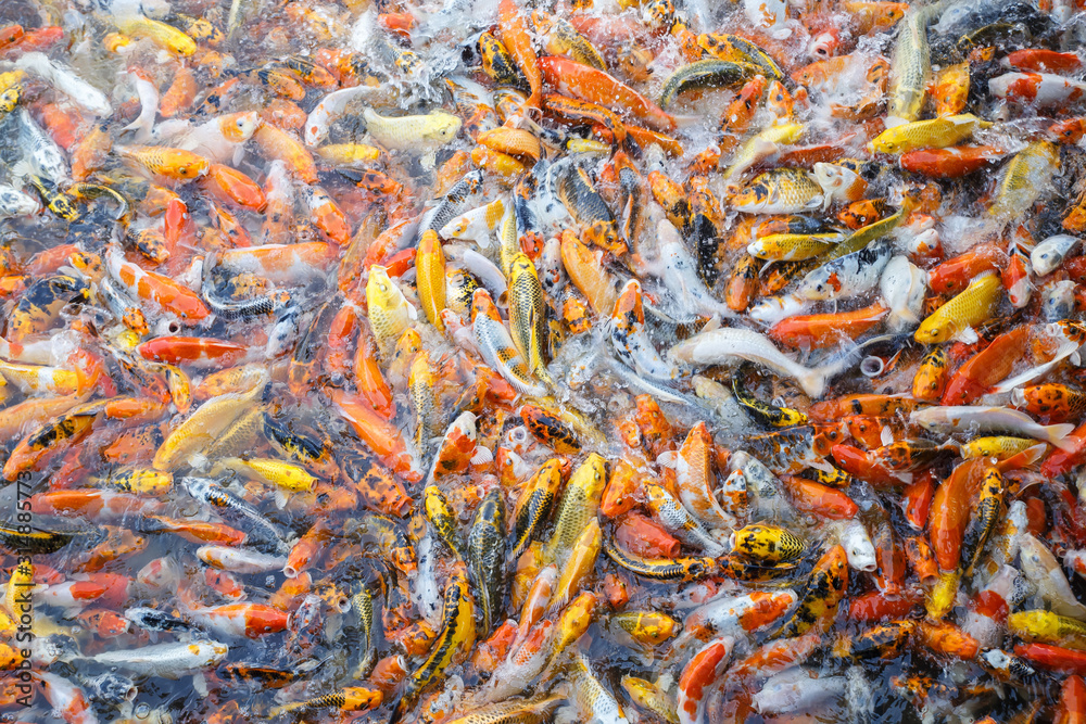 Fancy carp, Mirror carp or Koi fish in the river, Carp are a large group of fish originally found in Central Europe and Asia, Beauty in natural. Fancy carp, Mirror carp or Koi fish in the river, Carp are a large group of fish originally found in Central Europe and Asia, Beauty in natural.