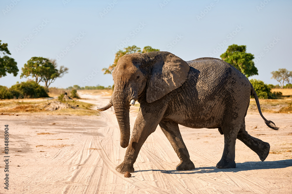 Fototapeta premium In Botswana a large elephant (LOxodonta africana) walks in a National Park.