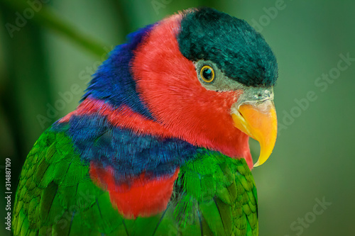 Close up picture of a Lory parrot