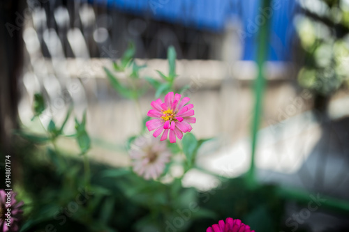 Little pnk flowers in the green garden at summer season photo