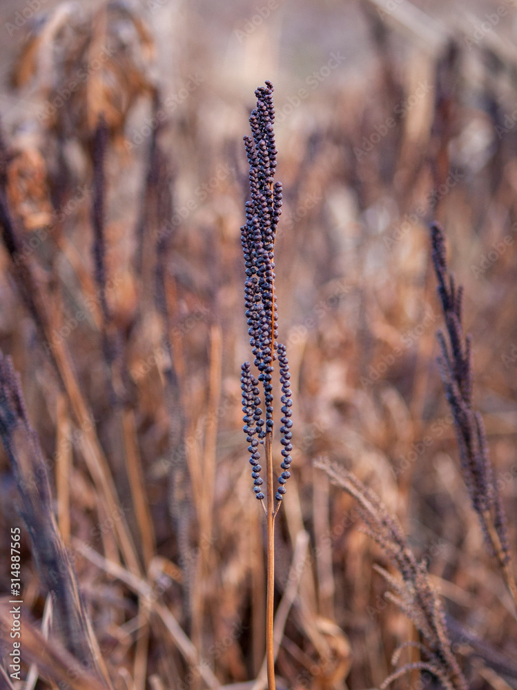 Fototapeta premium Sensitive fern (Onoclea sensibilis) sporophyte rachis found in the wetlands surrounding Sunset Lake, NC.