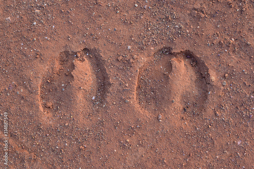 cow foot print on the ground
