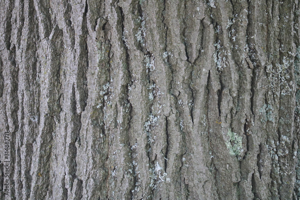 Obraz premium Tree Bark Texture Wood Rough Poster