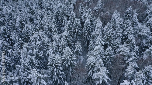 Aerial top view of winter snowy forest with fir-trees, pines, spruces in snow. Russia, Lapland. Christmas season. Beautiful texture with trees, wallpaper.