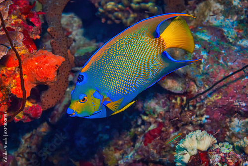 Queen Angel Fish Swimming over Coral © Focused Adventures