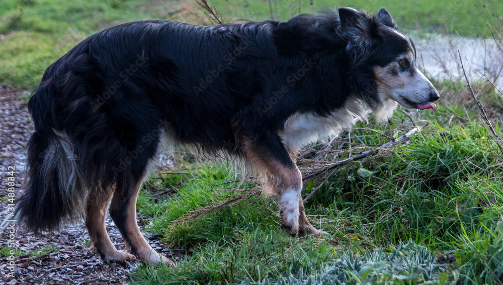 Collie Licking Lips