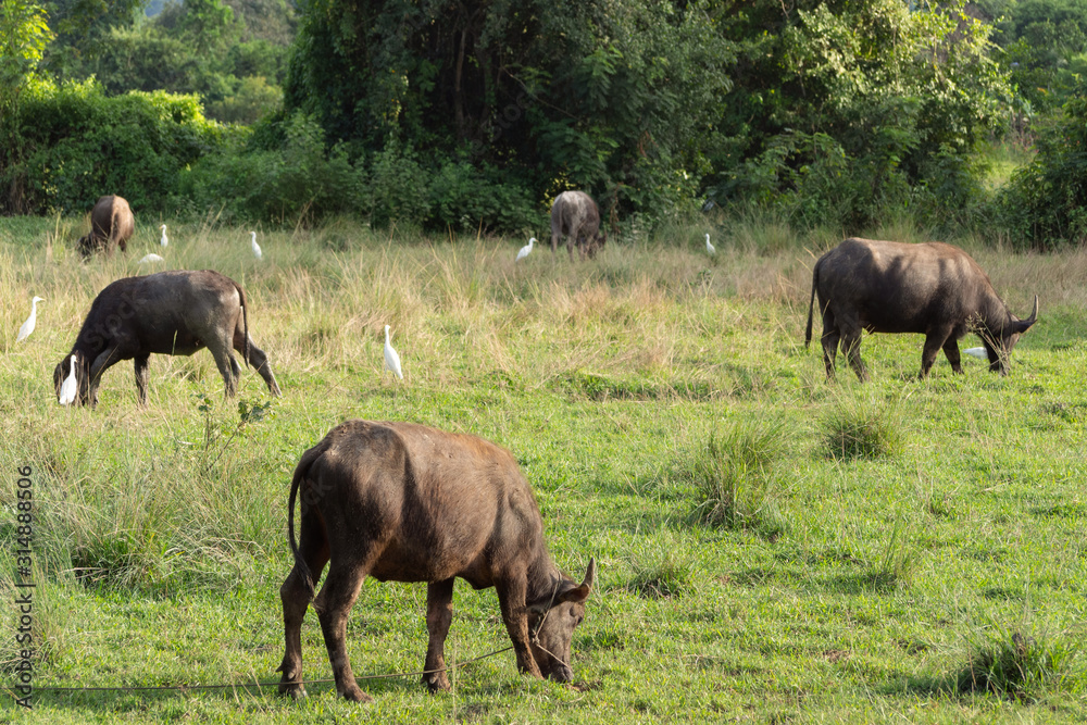 water buffalo eating grass in a rice field after harvesting at the asian rural farm. animal farm and agriculture concept. water buffalo eating grass in a rice field after harvesting at the asian rural farm. animal farm and agriculture concept.