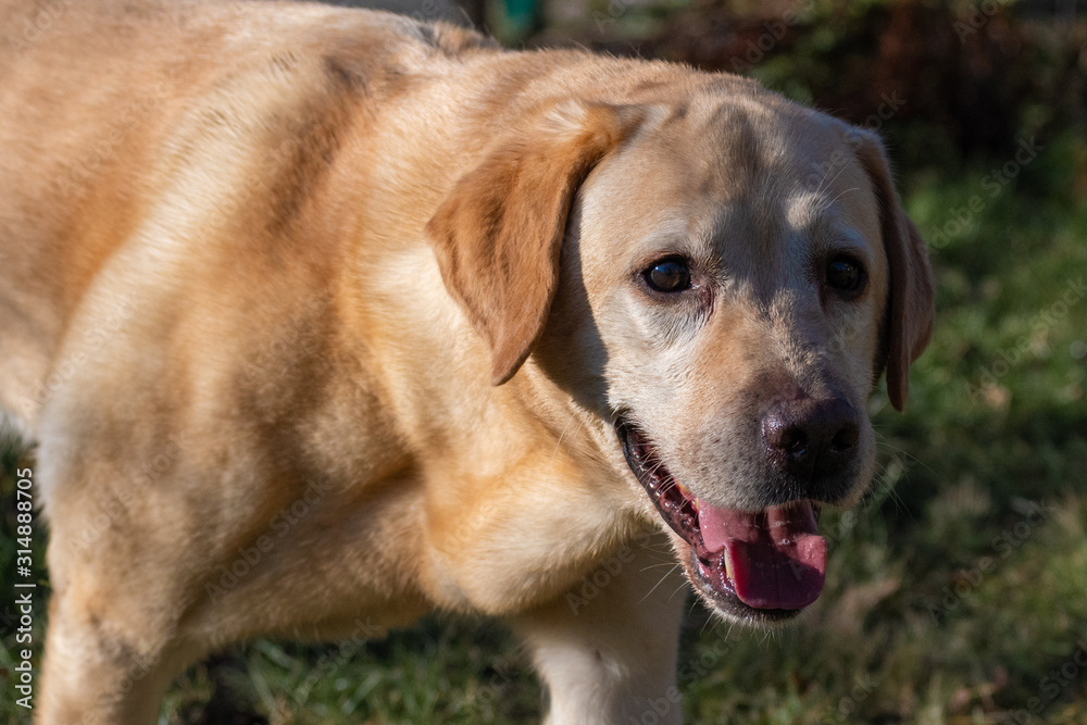 Hunde Spass Hunde Spass
