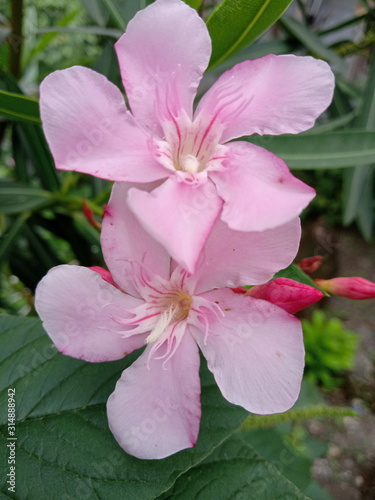 flowers on a green background