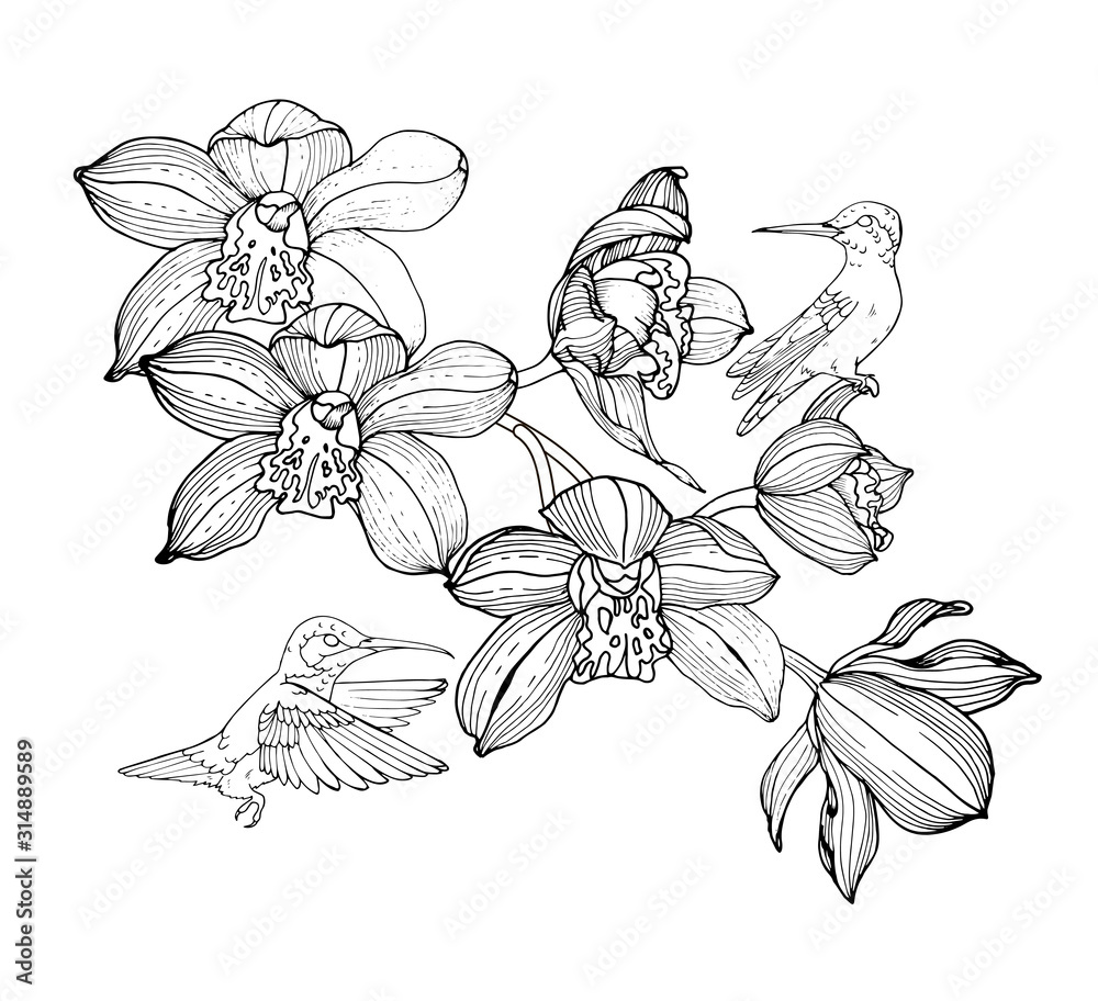 Plakat orchids and hummingbirds, composition for design, black and white vector illustration