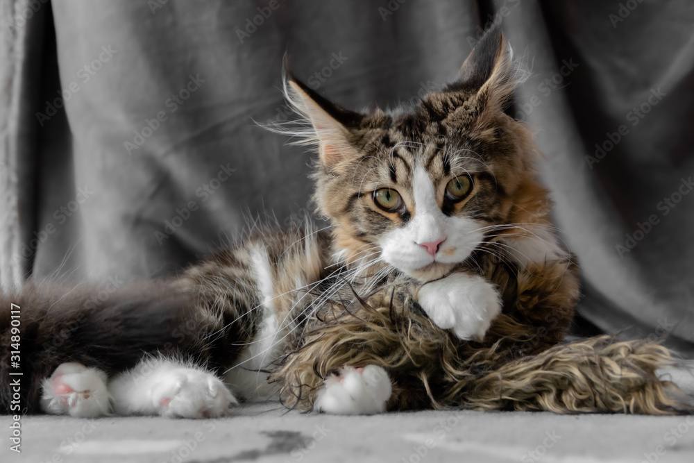 Maine Coon Katze Pfoten überschlagen Maine Coon Katze Pfoten überschlagen