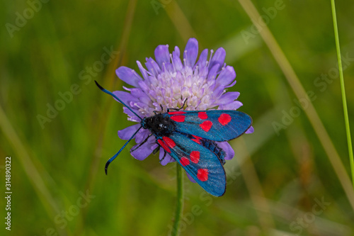 06.07.2019 DE, NRW, Eifel, Lampertstal Sumpfhornklee-Widderchen Zygaena trifolii (ESPER, [1783]) photo