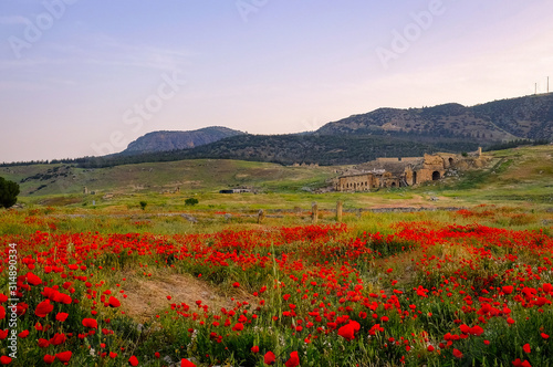 The field of wild red poppy flowers in the morning light with Hierapolis at the background.