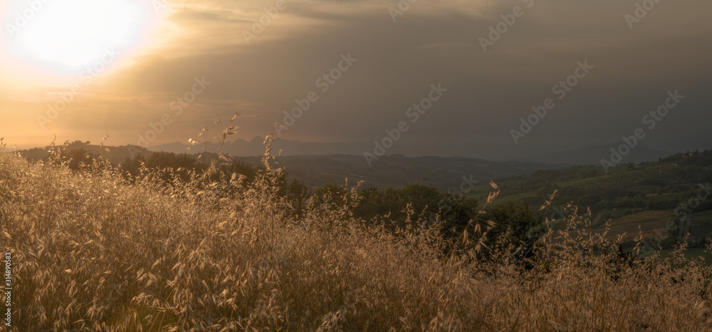 Tuscan oatfield in warm light at Sunset