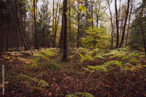 Boden eines Mischwaldes im Herbst